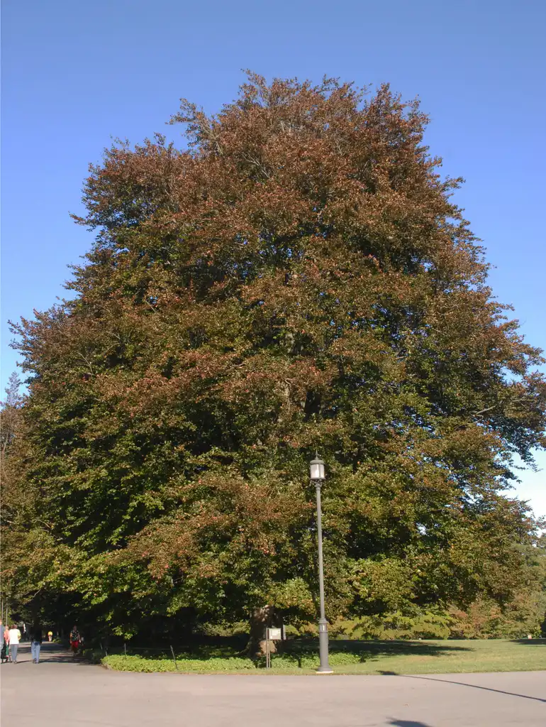 Foto de Fagus sylvatica - 'Purpurea' Form:Jim Robbins