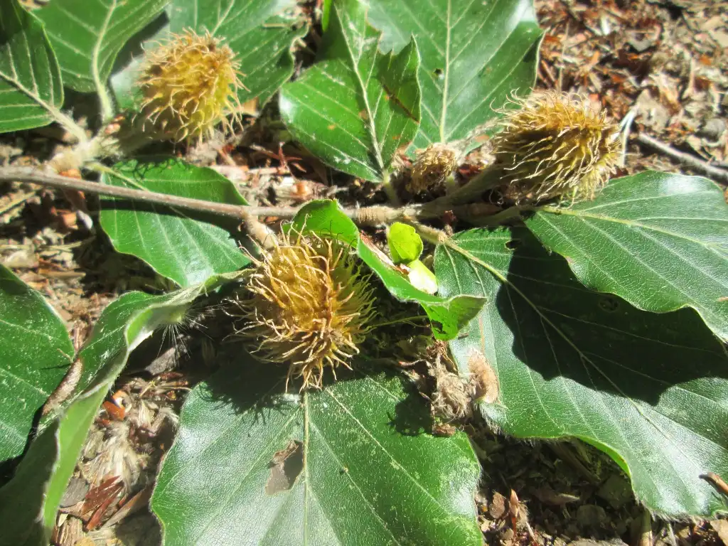 Foto de Fagus (Faguss)