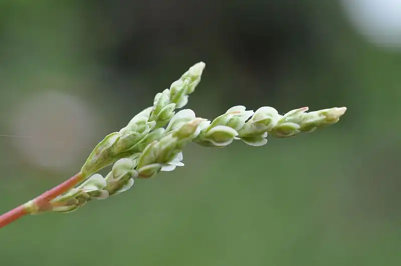 Photo of Fallopia aubertii (Fallopia aubertiis)