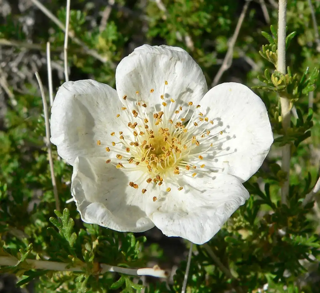Photo of Fallugia paradoxa (Fallugia paradoxas)