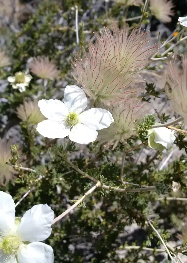 Photo of Fallugia paradoxa - Flowers and seed heads:Andrew Hart