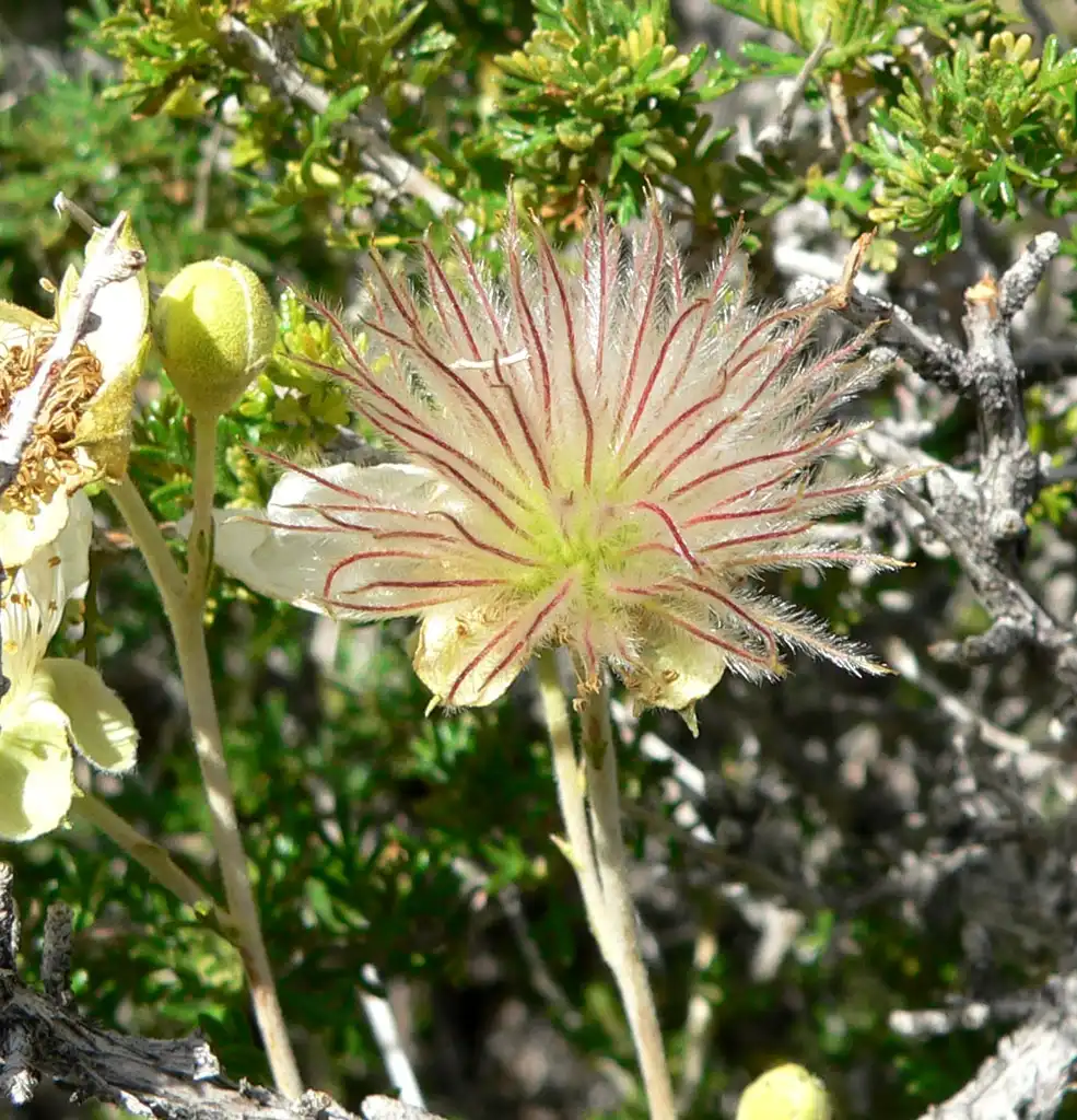 Photo of Fallugia paradoxa - Seed head:Stan Shebs