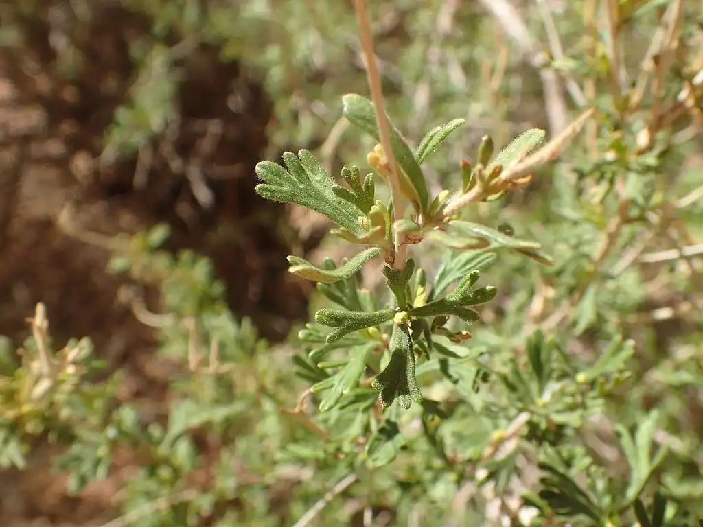 Photo of Fallugia paradoxa - Leaves:Kenraiz