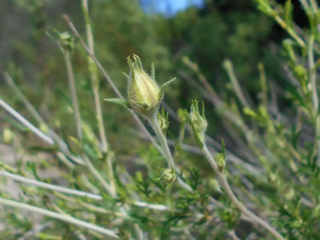 Photo of Fallugia paradoxa - Flower bud and stems:Salicyna
