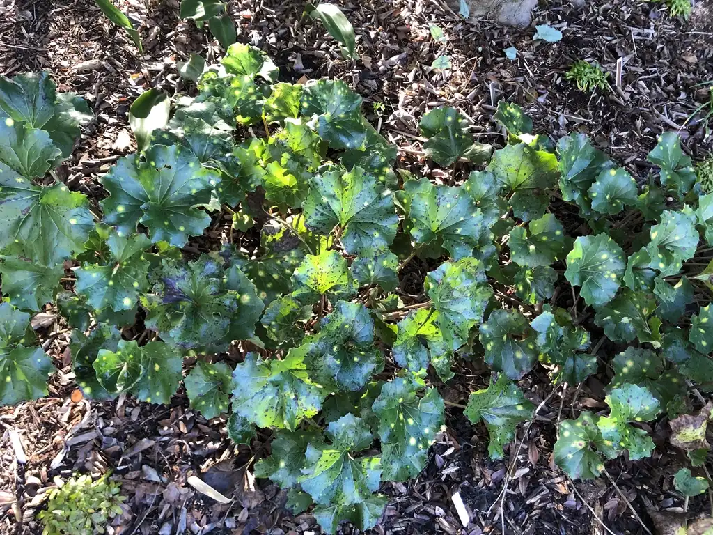 Фото Farfugium japonicum (Farfugium japonicums)