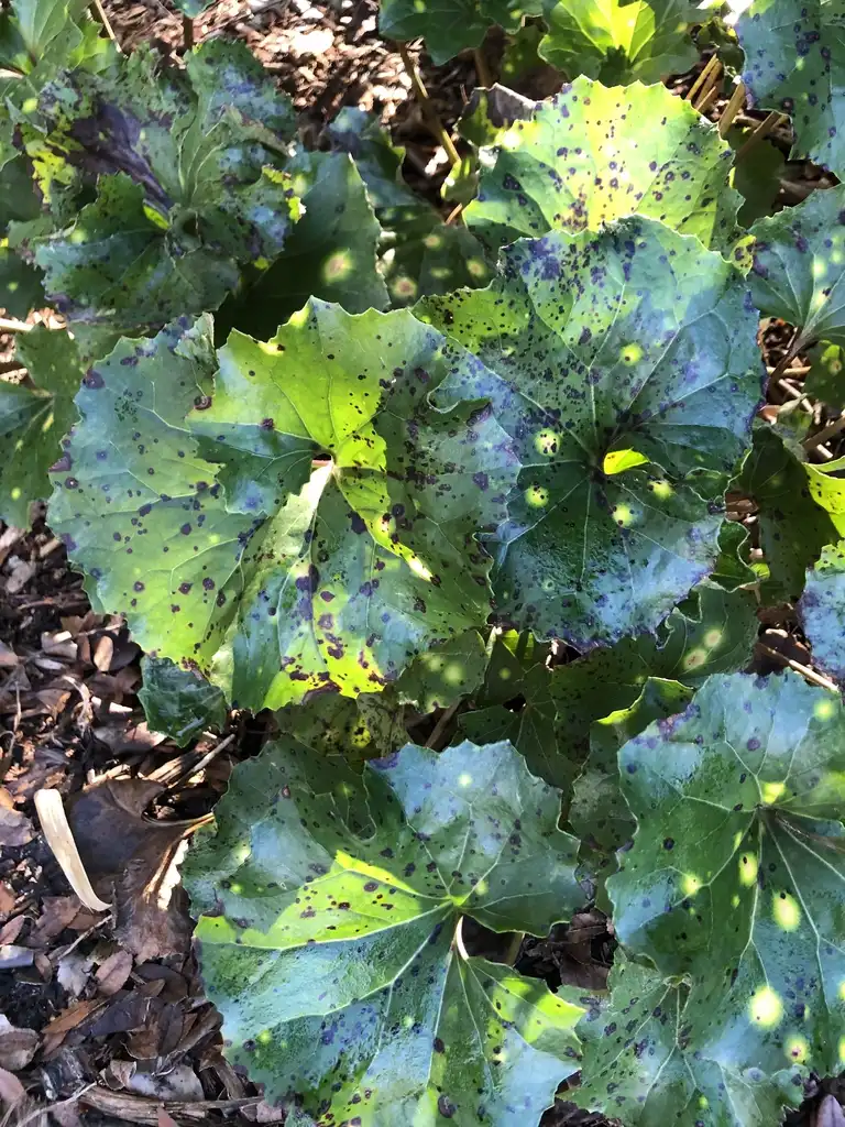 Фото Farfugium japonicum (Farfugium japonicums)