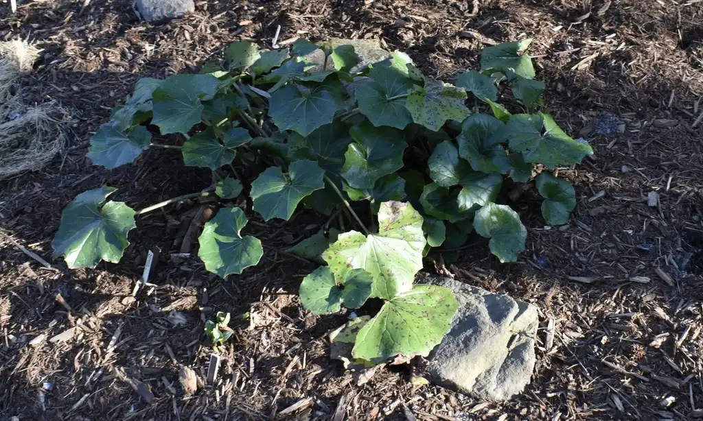 Фото Farfugium japonicum - Form (Wake County, NC)-Early Spring:Cathy Dewitt