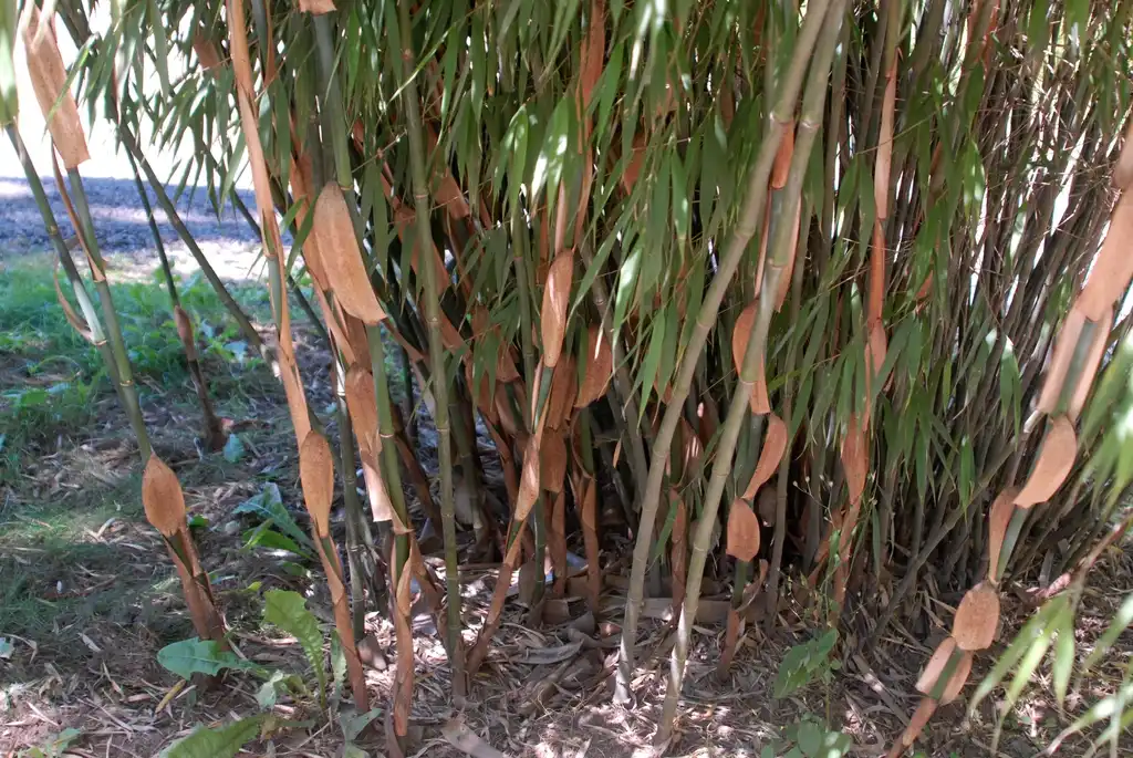 Photo of Fargesia scabrida (Fargesia scabridas)