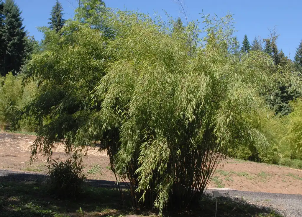 Photo of Fargesia scabrida (Fargesia scabridas)