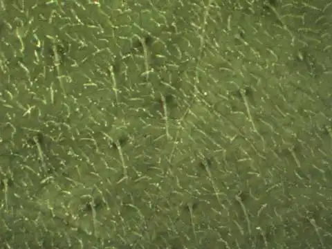 Foto de Fatoua villosa - Abexial leaf surface:Alexander Krings