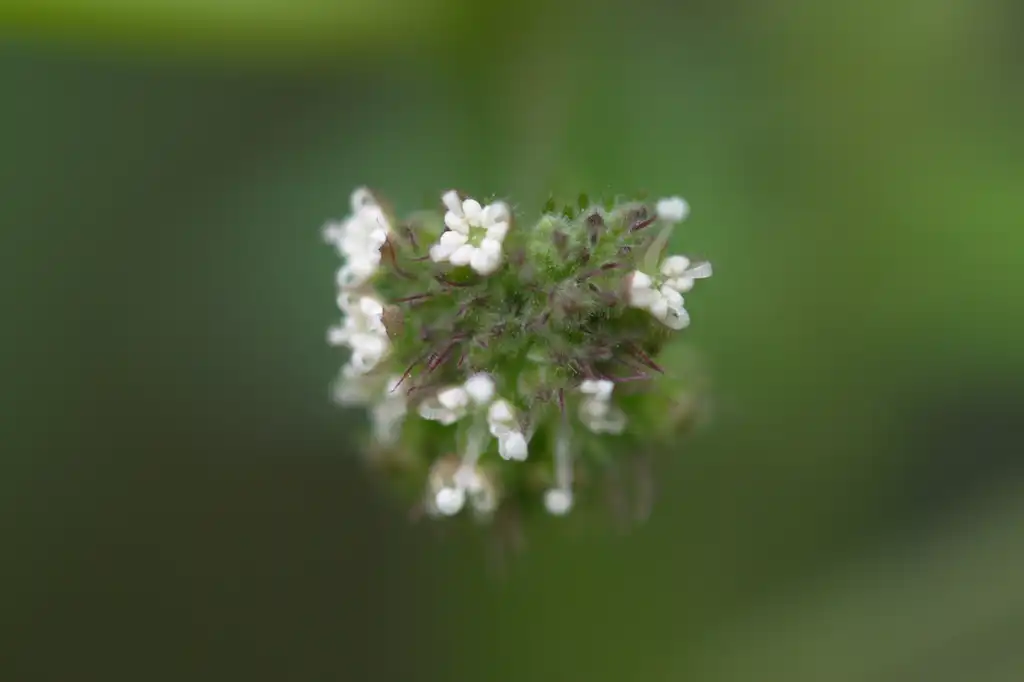 Foto de Fatoua villosa - Flowerhead:Wasp32