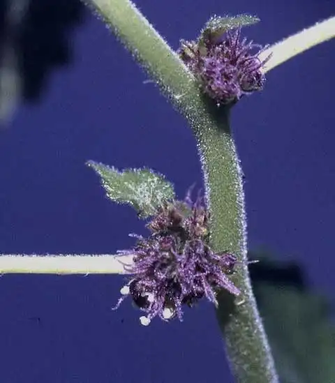 Foto de Fatoua villosa - Inflorescence:Alexander Krings