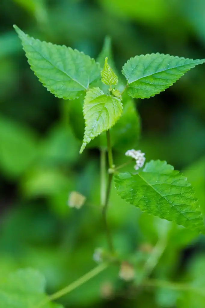 Foto de Fatoua villosa - Leaves and flowers:Melissa McMasters