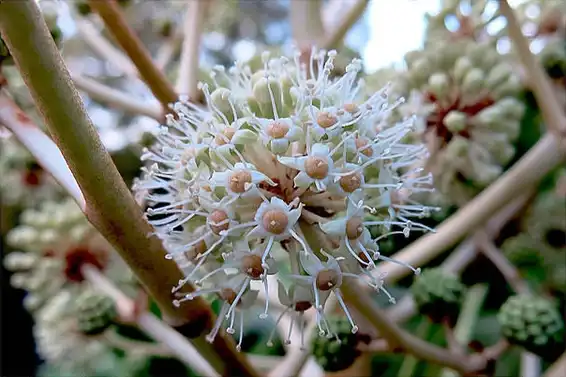 Foto de Fatsia japonica (Fatsia japonicas)