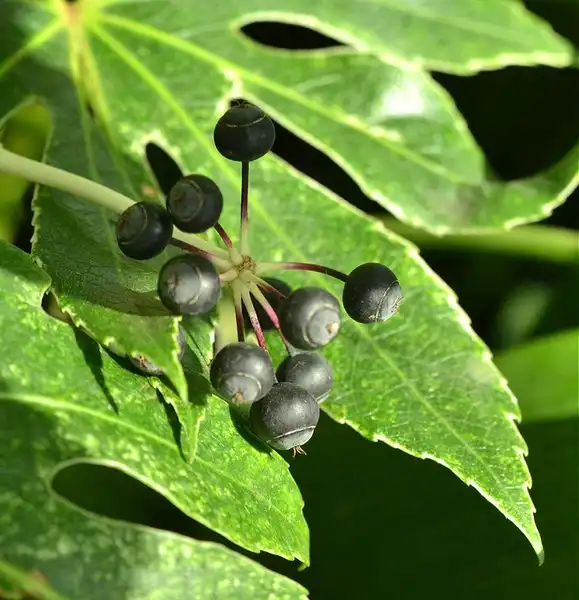 Foto de Fatsia japonica (Fatsia japonicas)