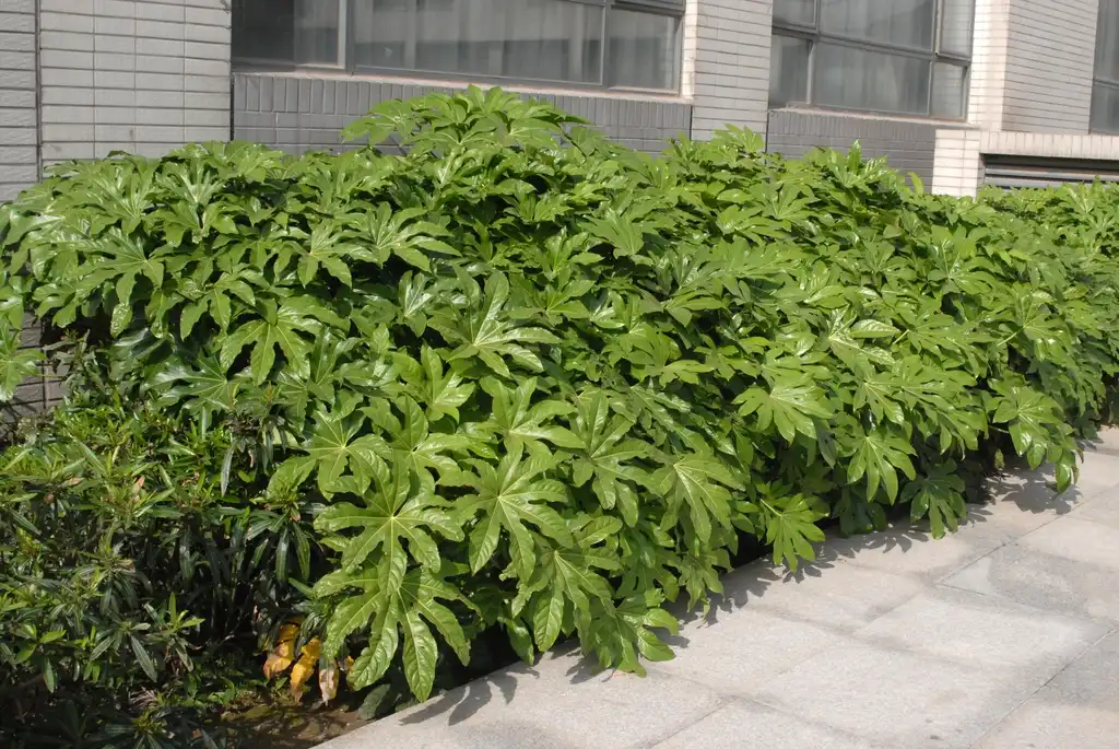 Foto de Fatsia japonica - Form:Jim Robbins