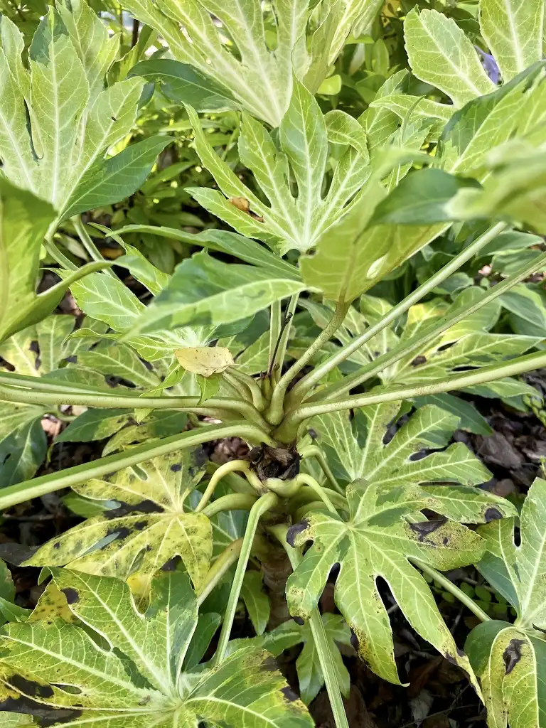 Foto de Fatsia japonica - Camouflage leaf junction:Kathy Sill