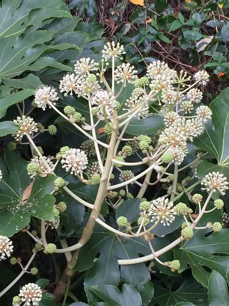 Foto de Fatsia japonica - Blossom (Mecklenburg County, NC)-Fall:Stacy Hodes