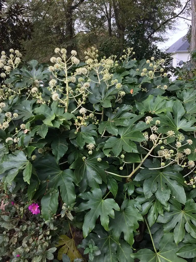 Foto de Fatsia japonica - Full form (Mecklenburg County, NC)-Fall:Stacy Hodes
