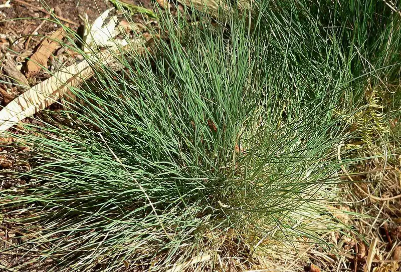 Photo of Festuca amethystina (Festuca amethystinas)