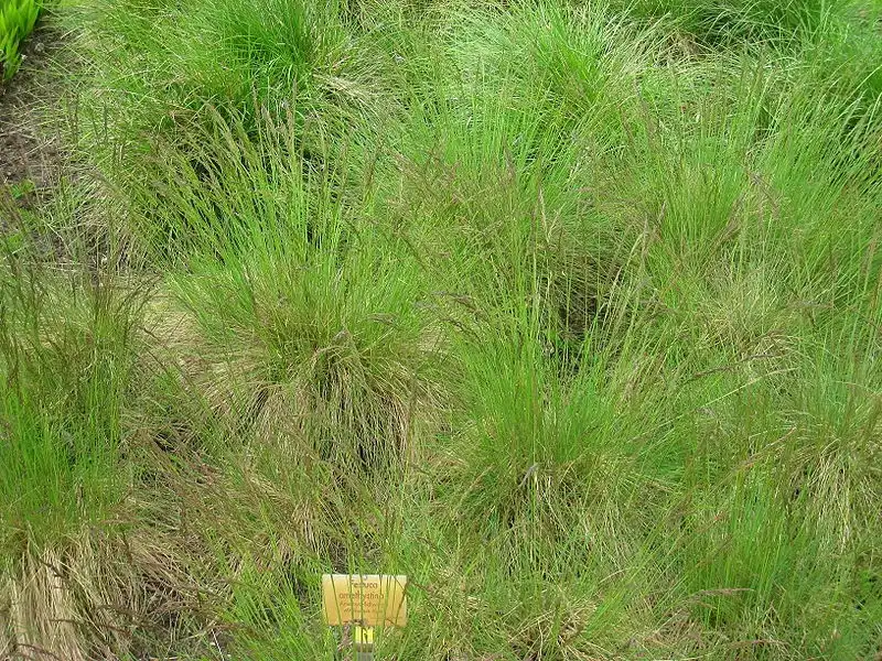Photo of Festuca amethystina (Festuca amethystinas)