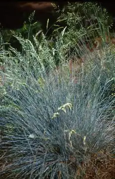 Photo of Festuca glauca (Festuca glaucas)