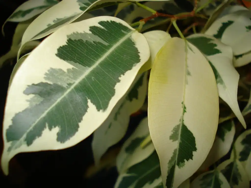 Foto de Ficus benjamina (Ficus benjaminas)