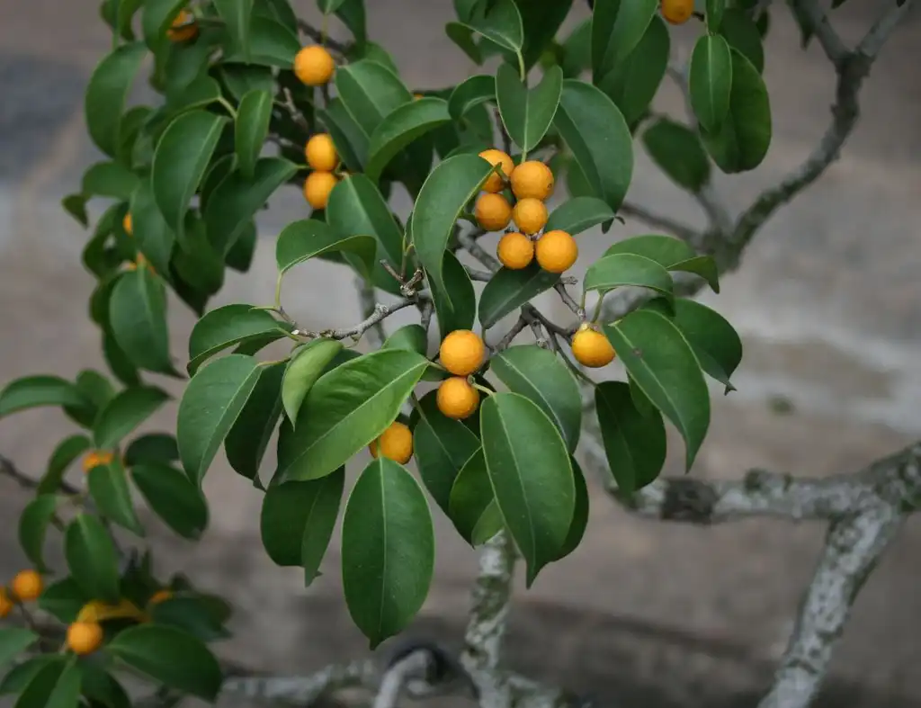 Foto de Ficus benjamina (Ficus benjaminas)