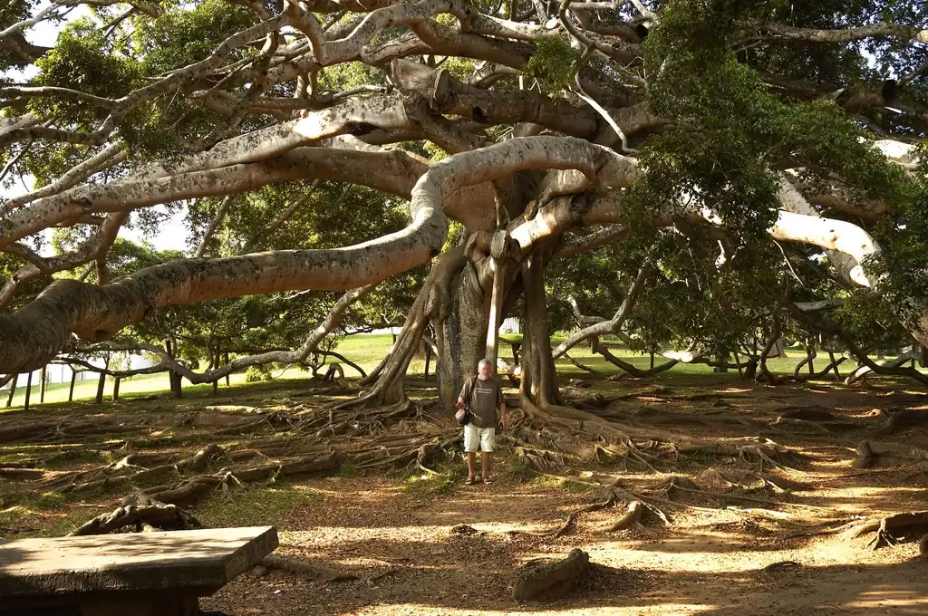 Foto de Ficus benjamina - Mature Tree:Wouter Hagens