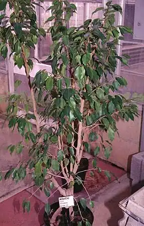 Foto de Ficus benjamina - :