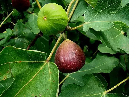 Photo of Ficus carica 'Brown Turkey' (Ficus carica 'Brown Turkey's)