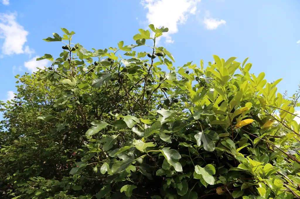 Photo of Ficus carica 'Brown Turkey' (Ficus carica 'Brown Turkey's)