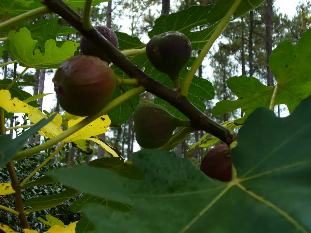 Photo of Ficus carica 'Brown Turkey' - fruit and leaves in summer in Moore County:Susan Strine