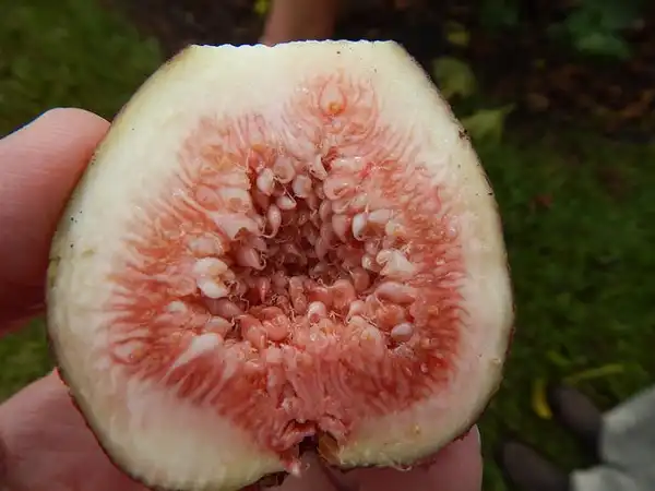 Photo of Ficus carica 'Brown Turkey' - Fruit pulp:Photo by Forest and Kim Starr