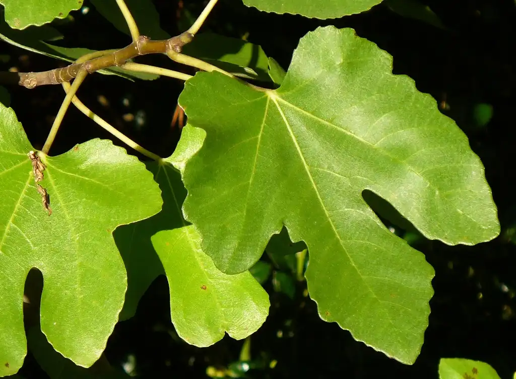 Photo of Ficus carica 'Brown Turkey' - leaves in summer in Moore County:Susan Strine