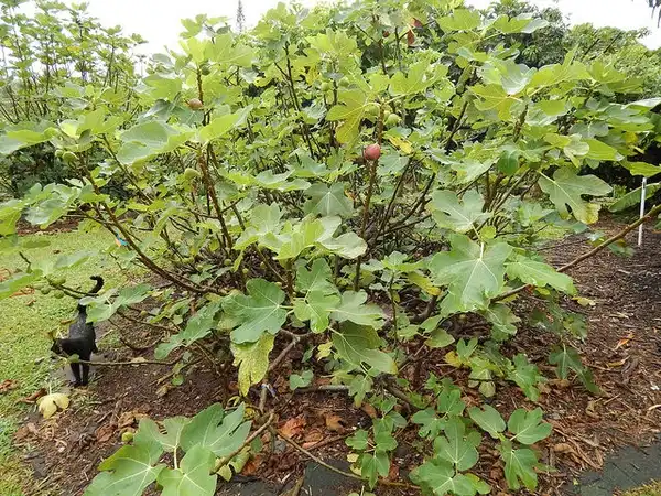 Photo of Ficus carica 'Brown Turkey' - Form:Forest and Kim Starr