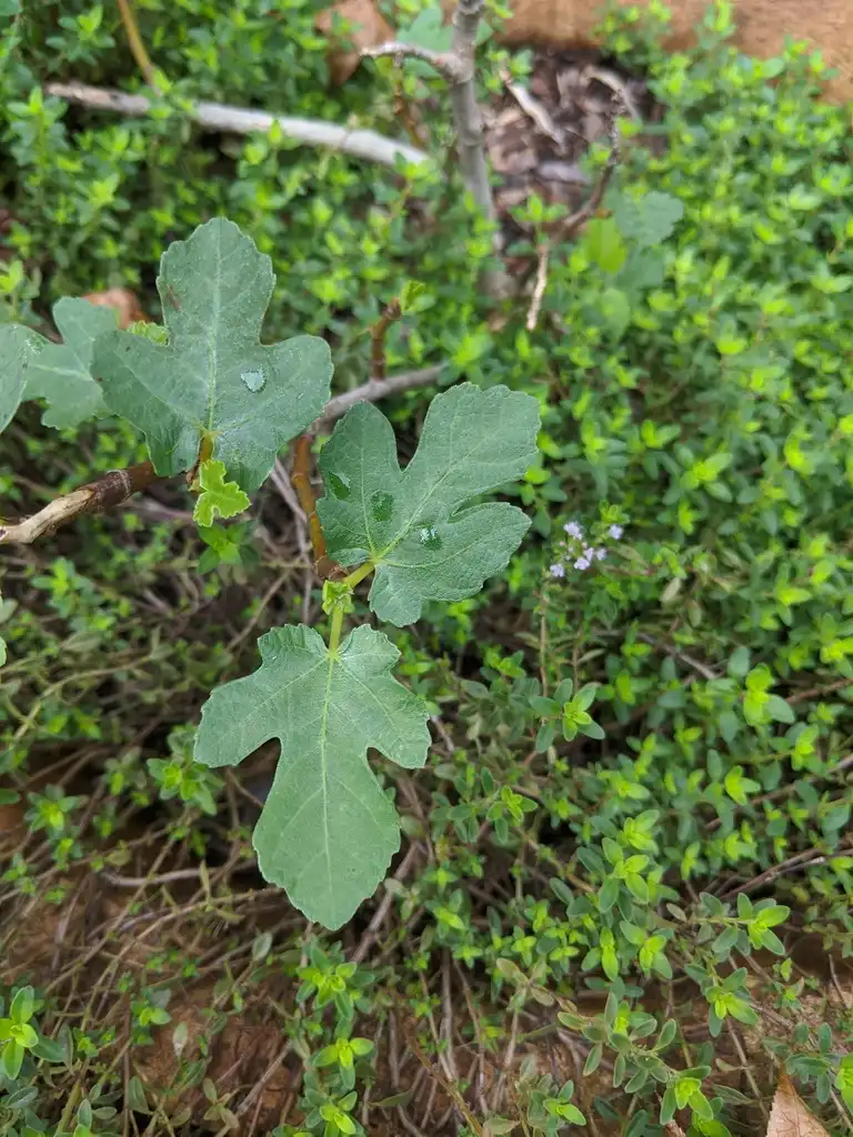 Photo of Ficus carica 'Brown Turkey' - Leaves (Cabarrus County, NC):Hope Duckworth