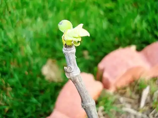 Photo of Ficus carica 'Celeste' (Ficus carica 'Celeste's)