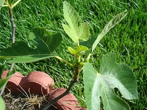 Photo of Ficus carica 'Celeste' (Ficus carica 'Celeste's)