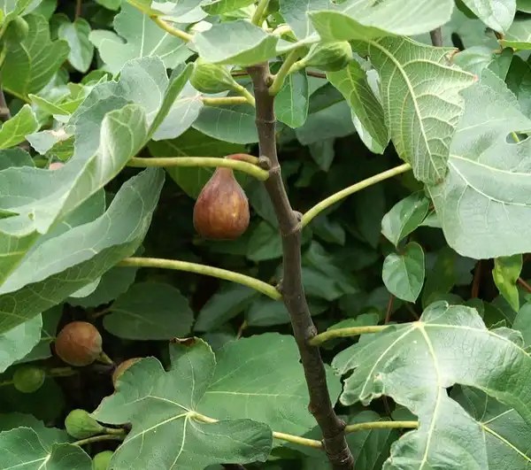 Photo of Ficus carica 'Celeste' - Mature fruit and leaves:Photo by C Smith