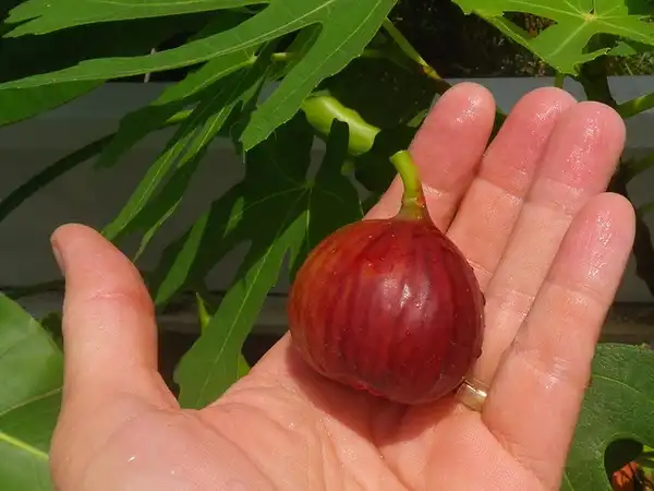 Foto de Ficus carica 'Magnolia' (Ficus carica 'Magnolia's)