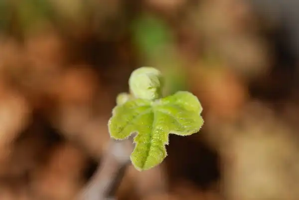Foto de Ficus carica 'Marseille' (Ficus carica 'Marseille's)
