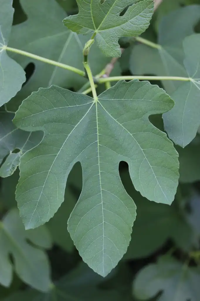 Фото Ficus carica (Ficus caricas)