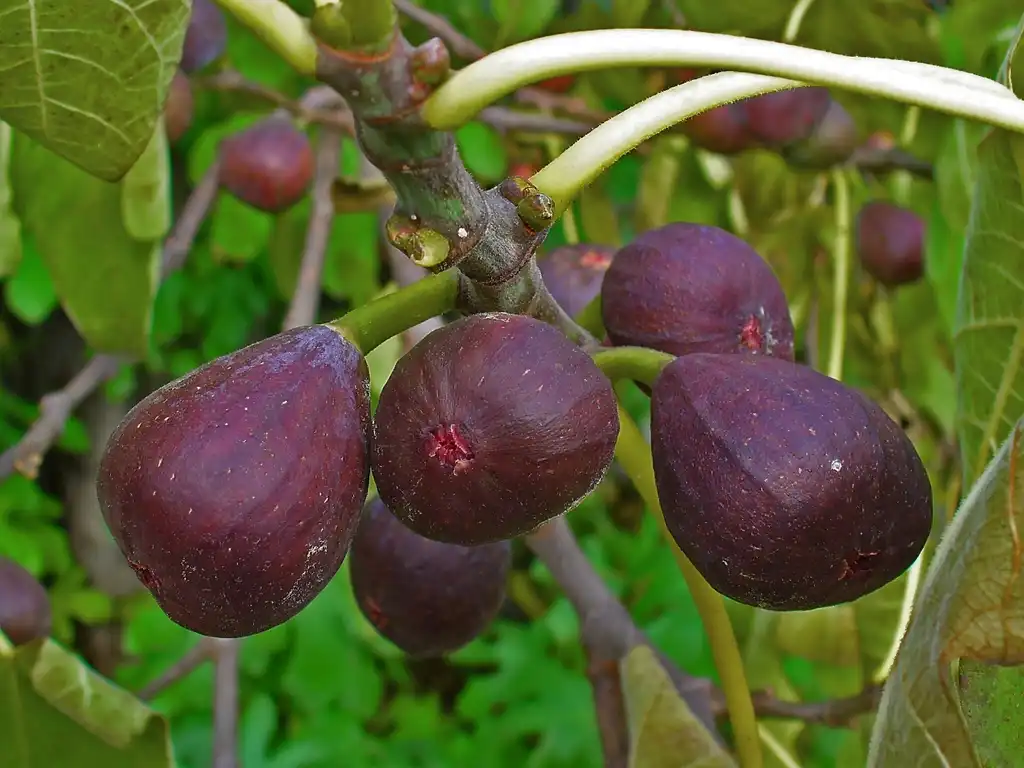 Фото Ficus carica (Ficus caricas)