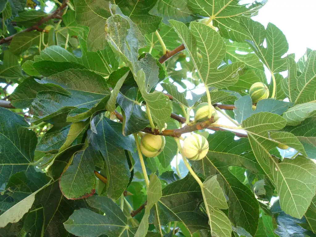 Фото Ficus carica - Fruit with variegated colors:Axel Rohde