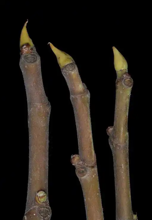 Фото Ficus carica - Stems:Robert Vidéki,