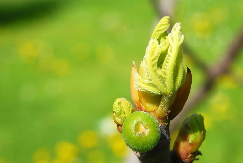 Фото Ficus carica - Bud:Etienne