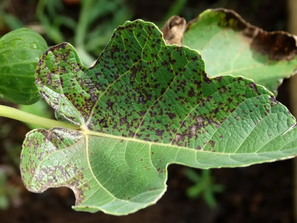 Фото Ficus carica - Leaf with rust from Cerotelium fici:Scot Nelson