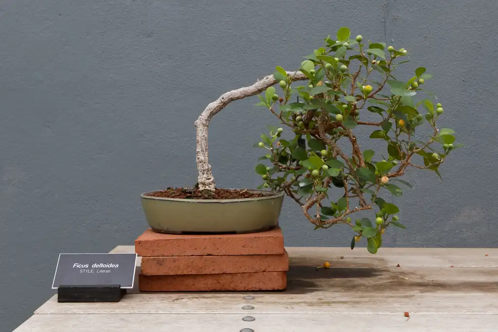 Фото Ficus deltoidea (Ficus deltoideas)