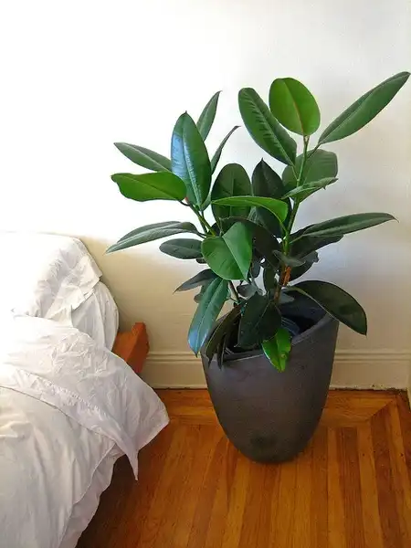 Photo of Ficus elastica (Ficus elasticas)